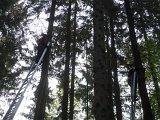Maibaum_2016 (20).JPG
